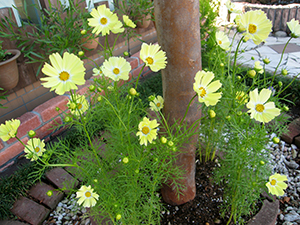 花01