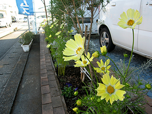 花03
