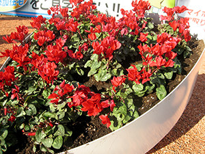 花04