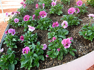 花05