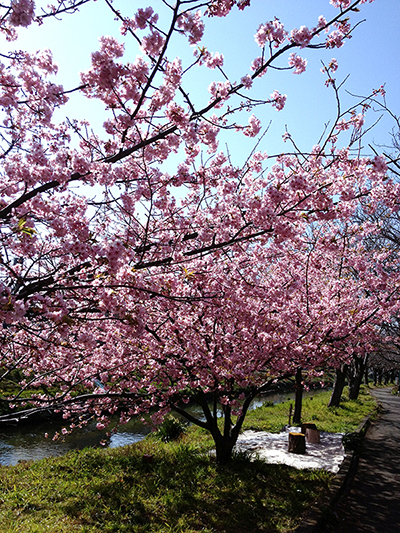 河津桜