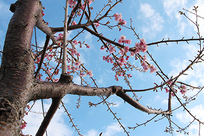河津桜