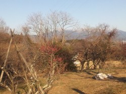 2 (雪と梅)