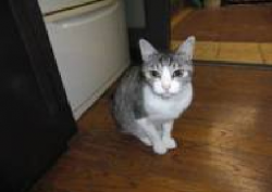 猫3