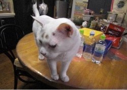 猫1